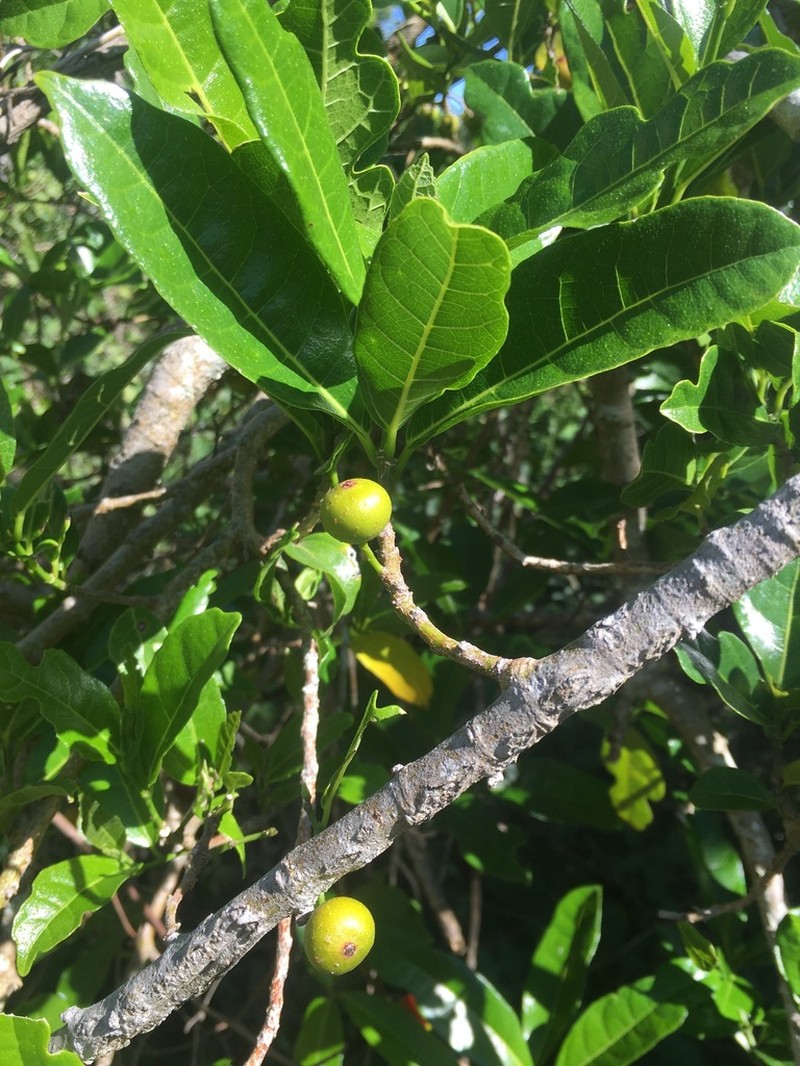 Ficus botryoides photo 8