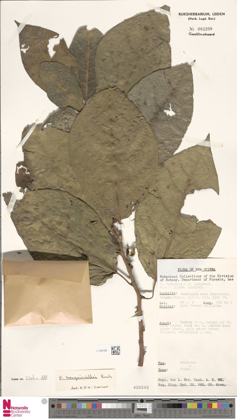 Ficus bougainvillei