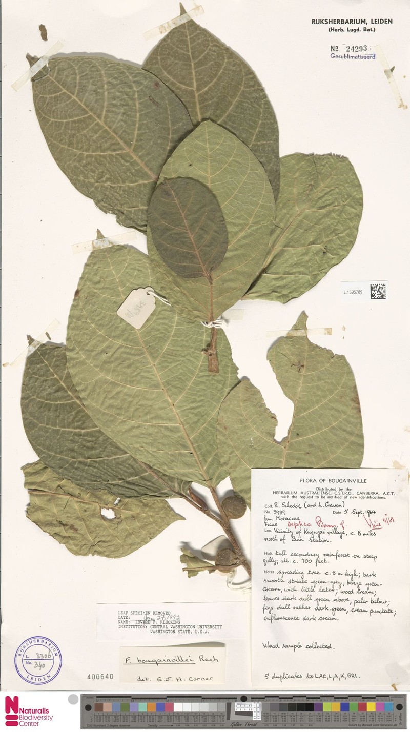 Ficus bougainvillei photo 2