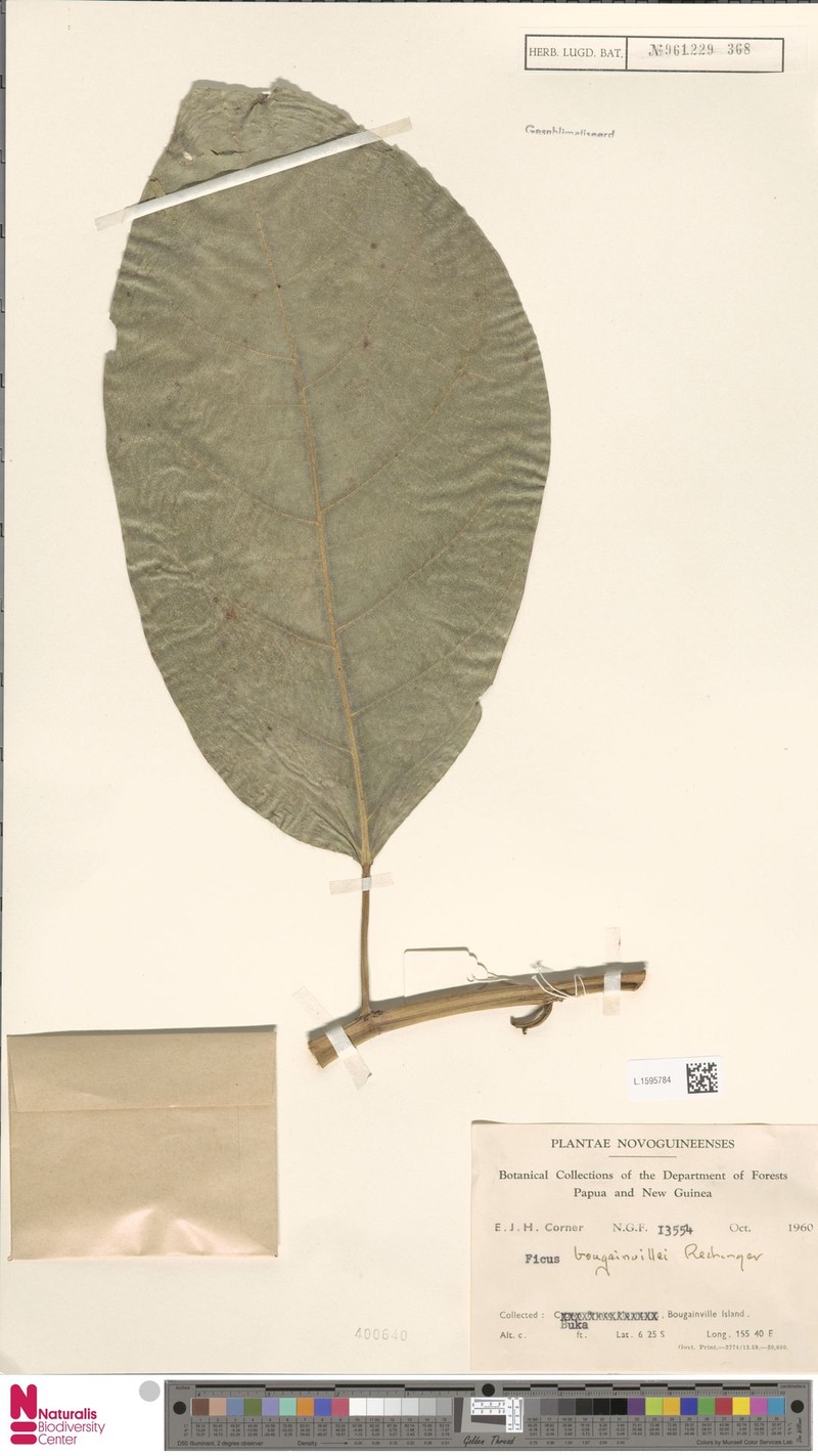 Ficus bougainvillei photo 4
