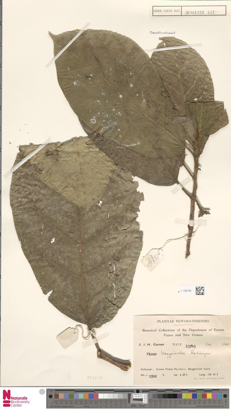 Ficus bougainvillei photo 5