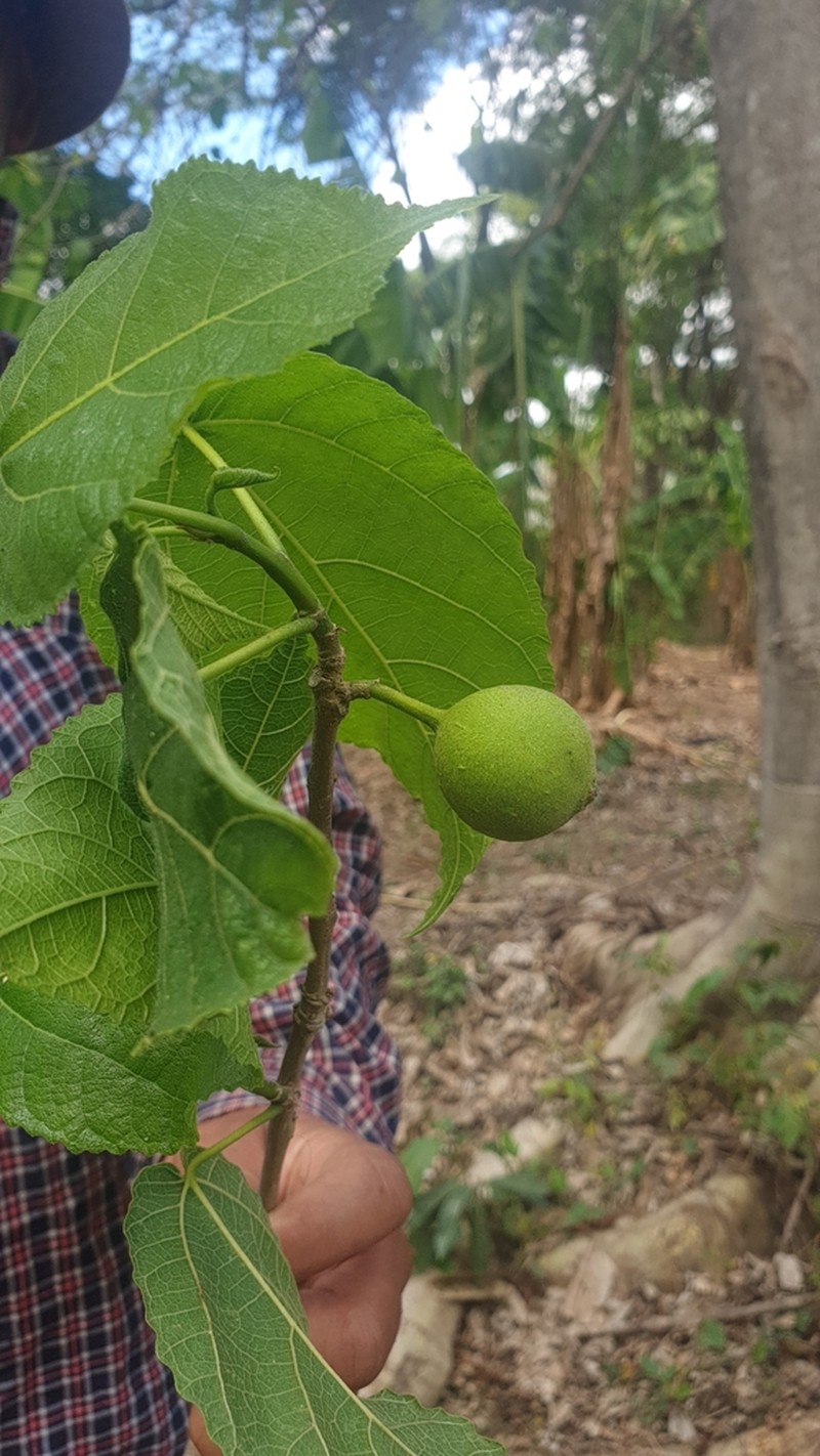 Ficus brachyclada photo 2