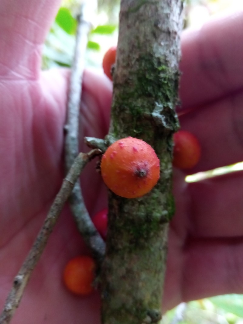 Ficus brachyclada photo 3