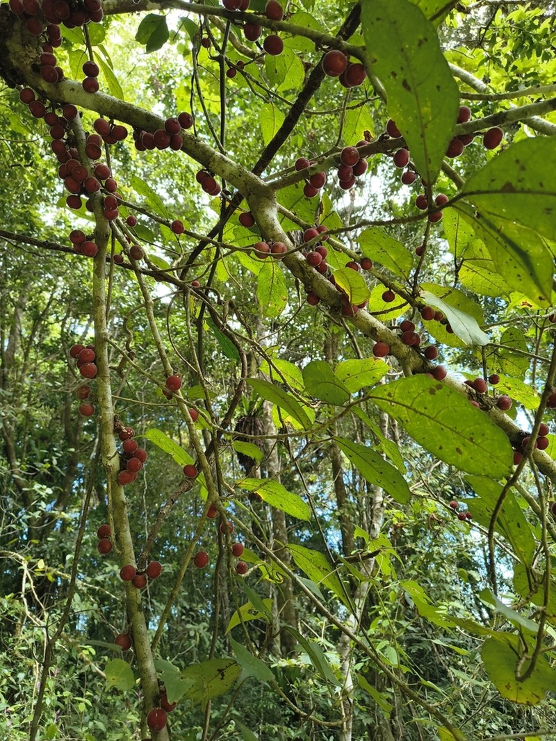 Ficus brachyclada photo 4