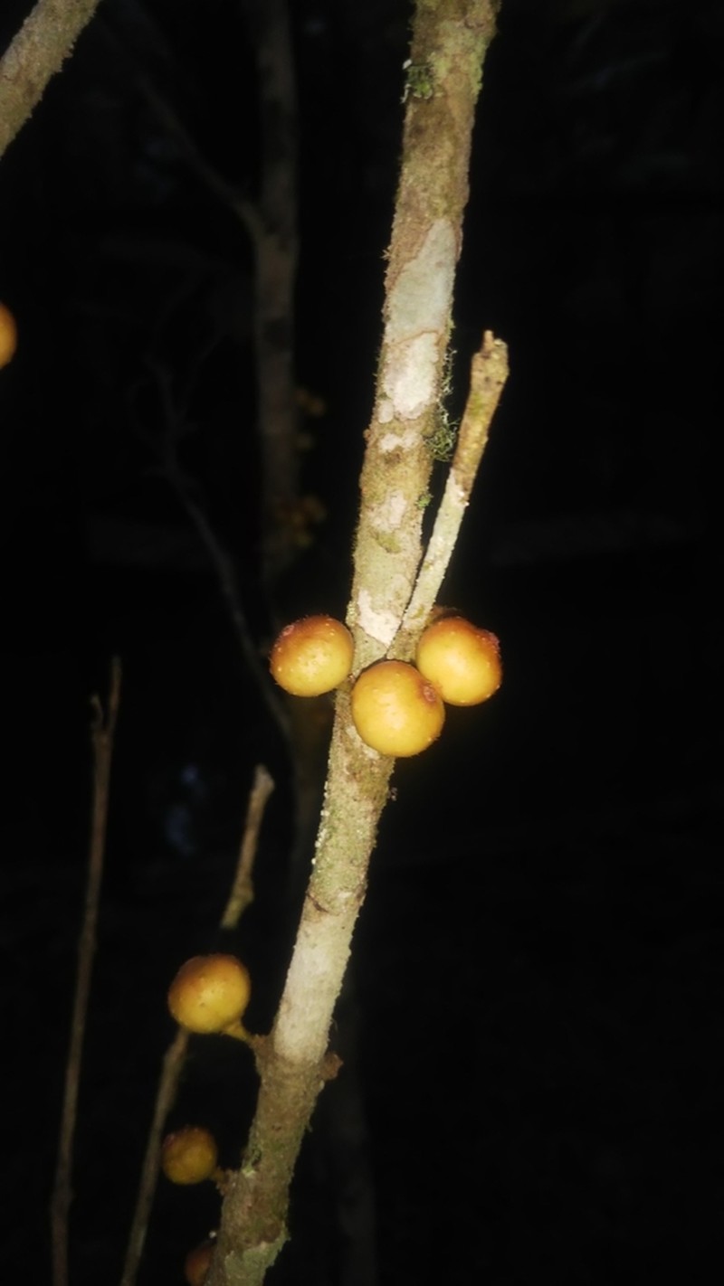 Ficus brachyclada photo 5