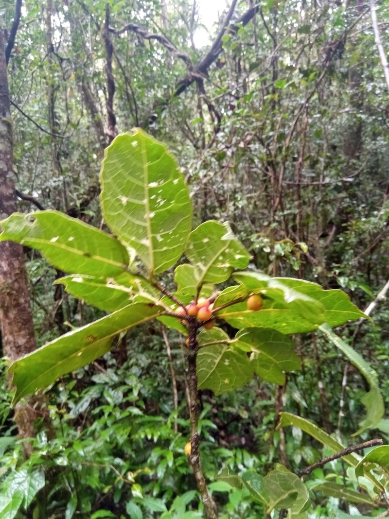 Ficus brachyclada photo 6