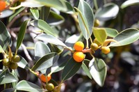 Ficus brachypoda