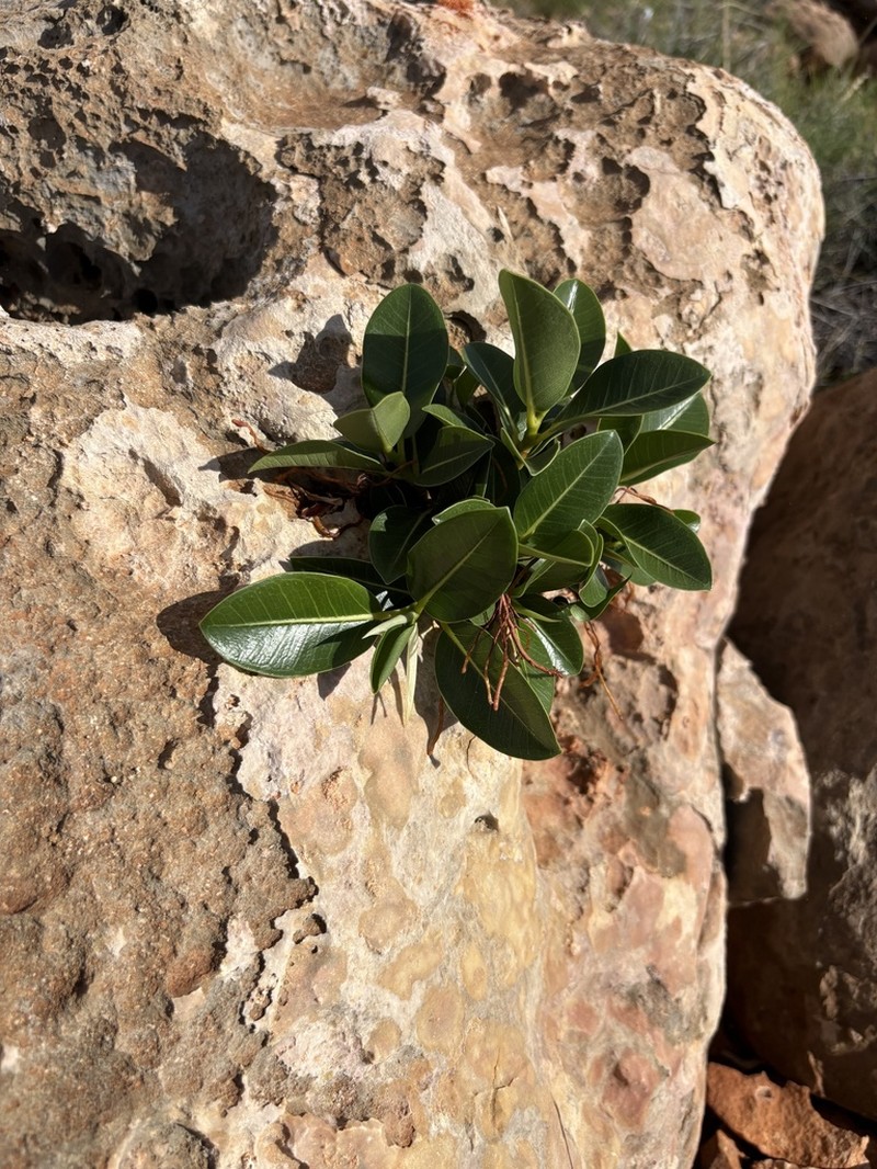 Ficus brachypoda photo 2