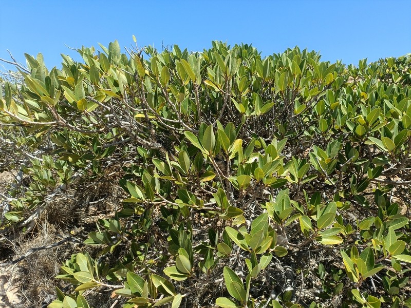 Ficus brachypoda photo 3