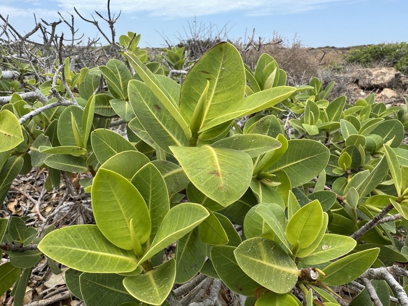 Ficus brachypoda photo 4