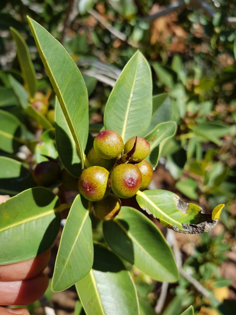 Ficus brachypoda photo 6