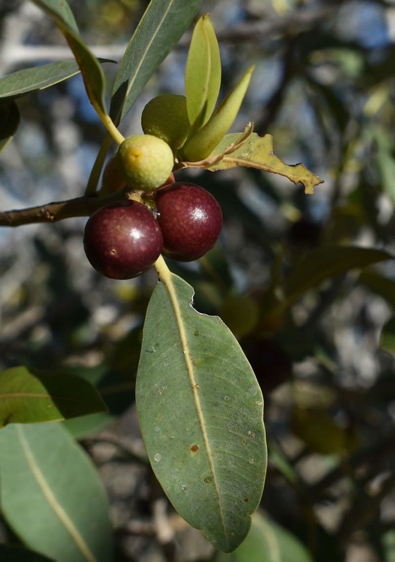 Ficus brachypoda photo 7