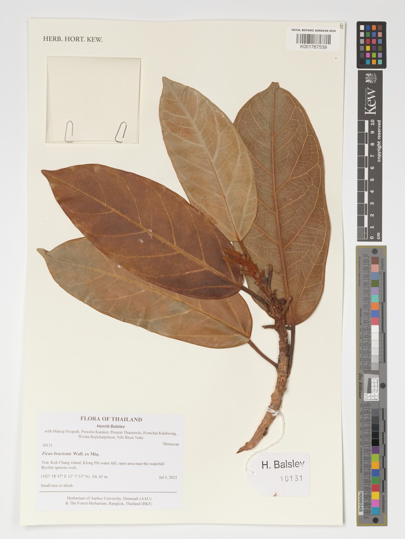Ficus bracteata