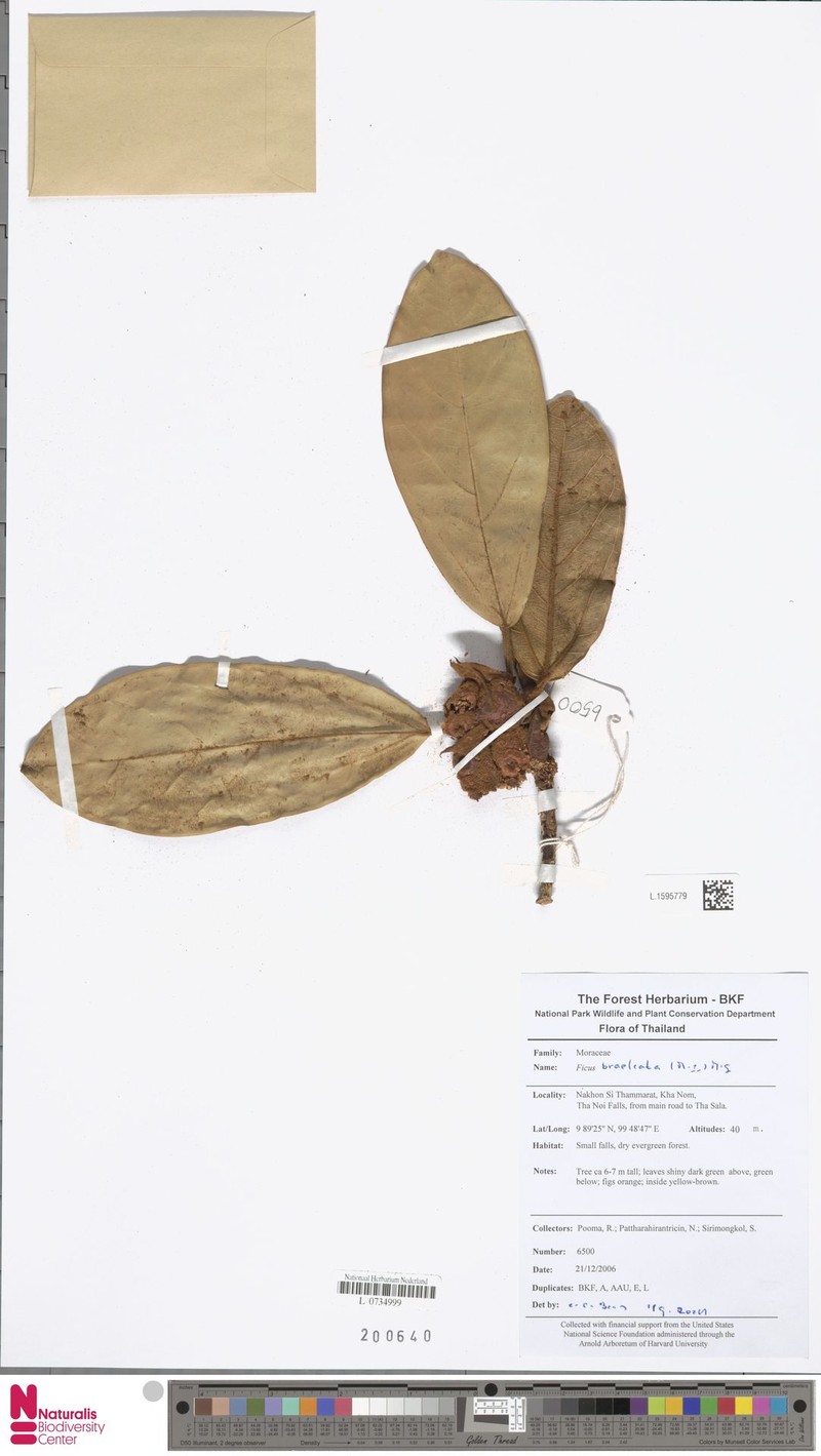 Ficus bracteata photo 2