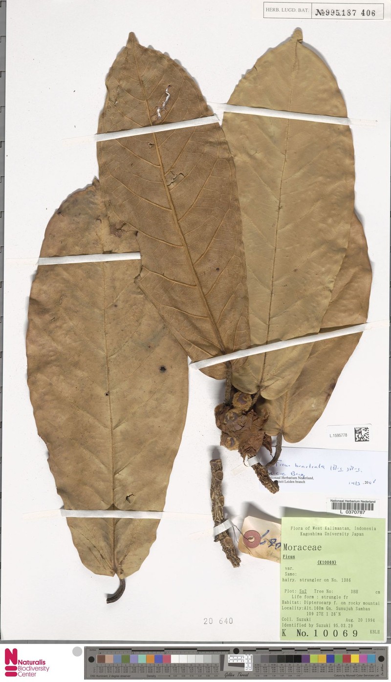 Ficus bracteata photo 3