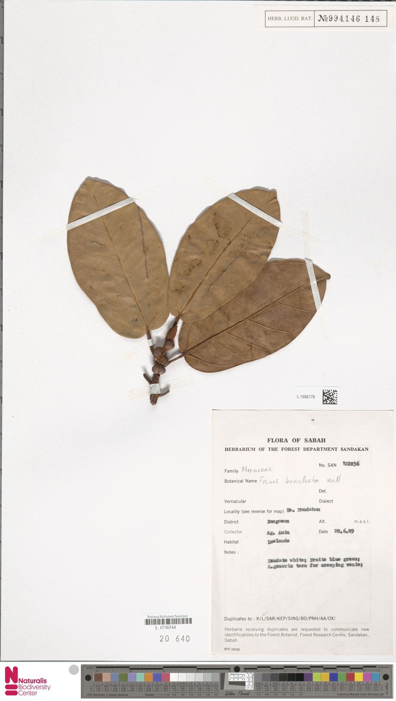 Ficus bracteata photo 4