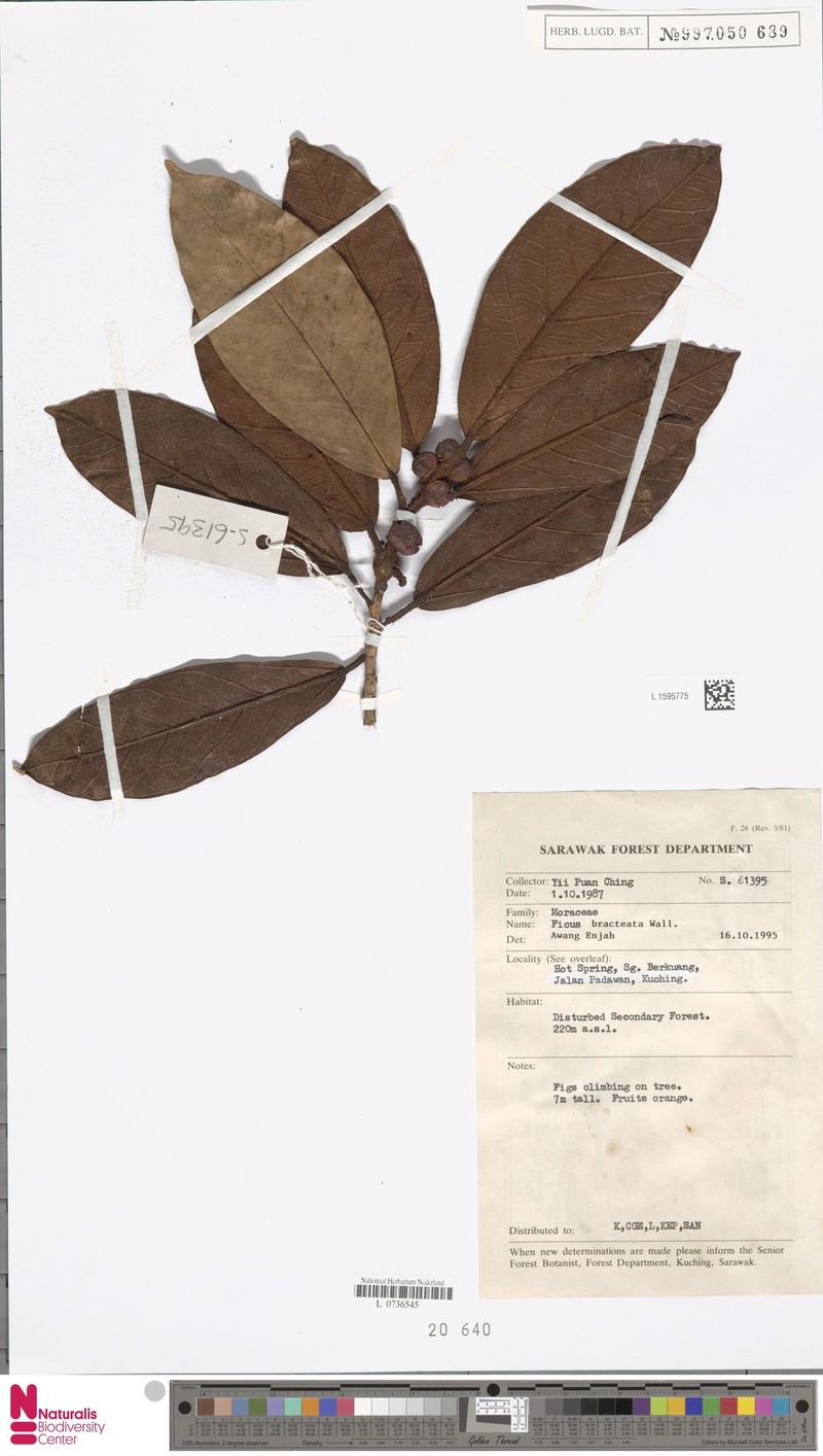 Ficus bracteata photo 6