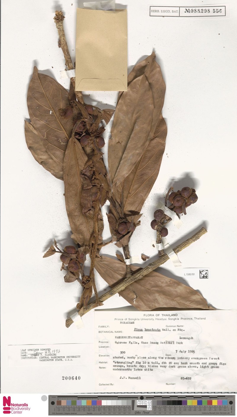 Ficus bracteata photo 8