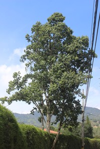 Ficus brevibracteata