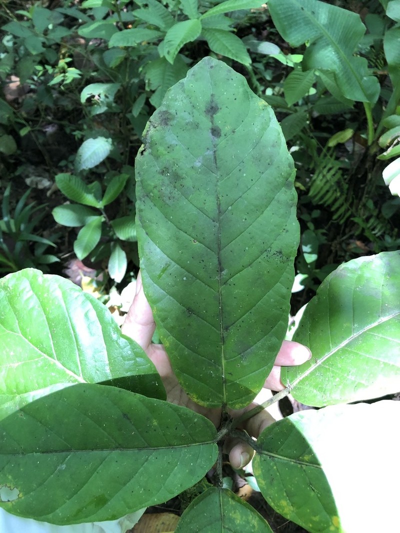 Ficus brevibracteata photo 2
