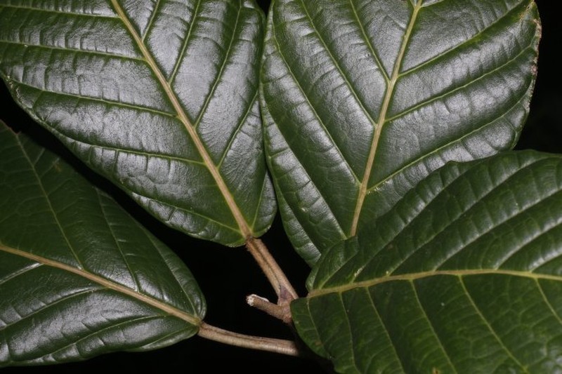 Ficus brevibracteata photo 4