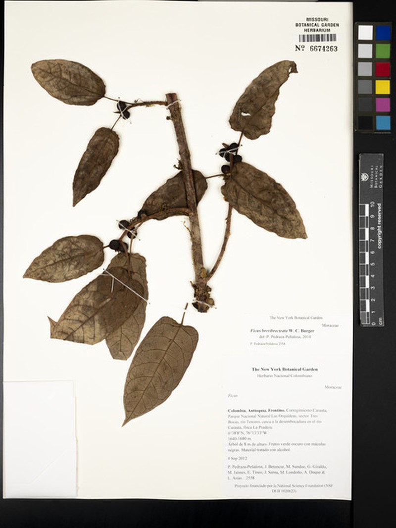 Ficus brevibracteata photo 5