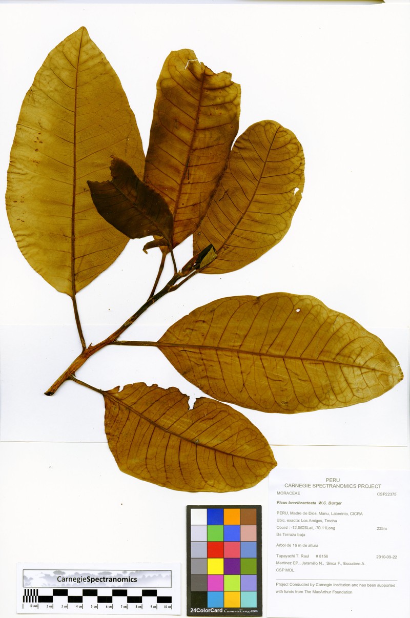 Ficus brevibracteata photo 7