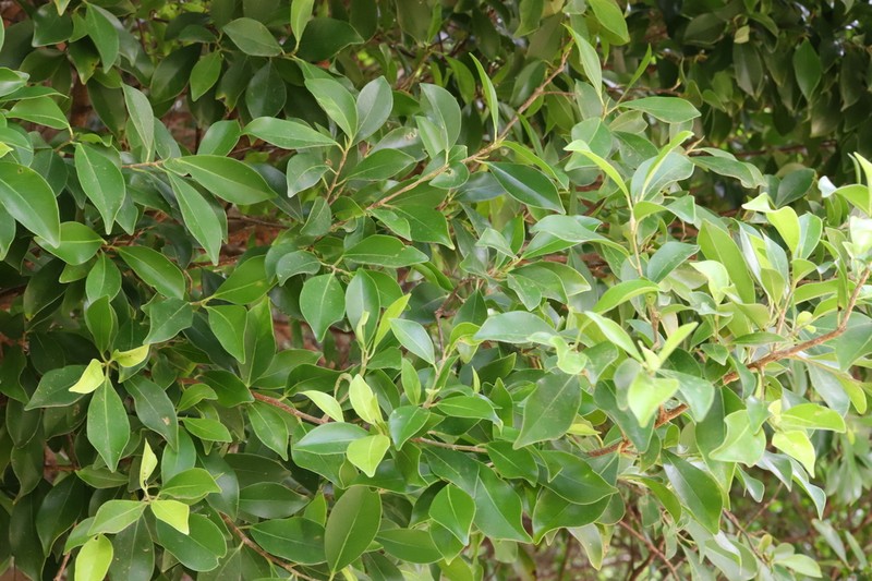 Ficus brittonii
