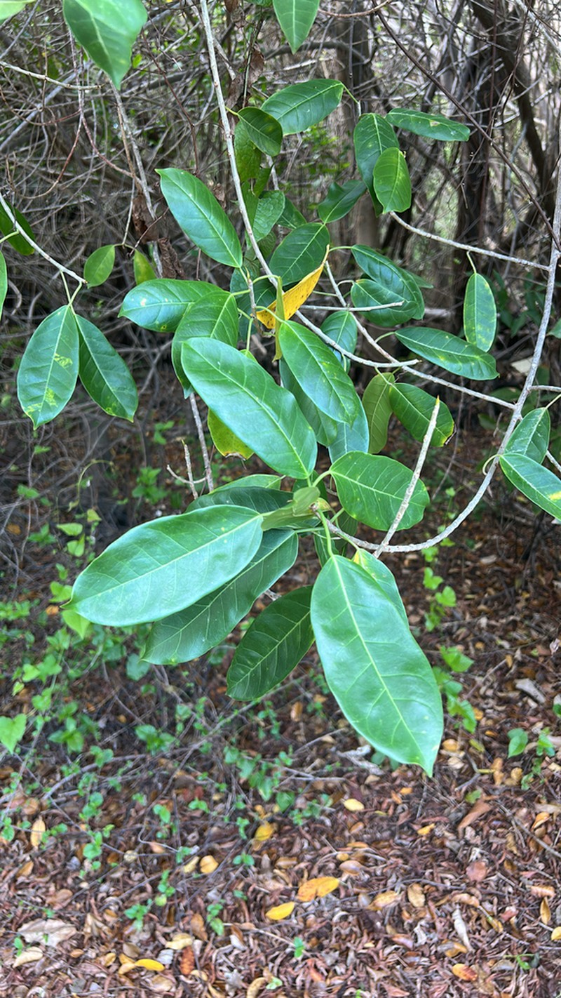 Ficus brittonii photo 2