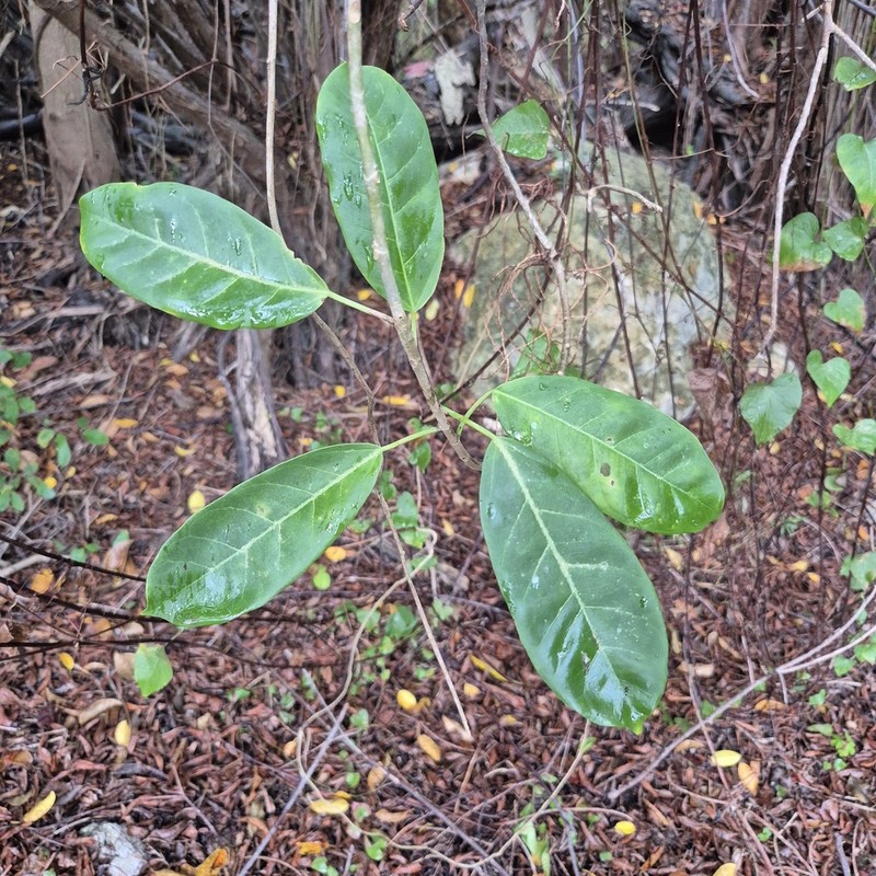 Ficus brittonii photo 3