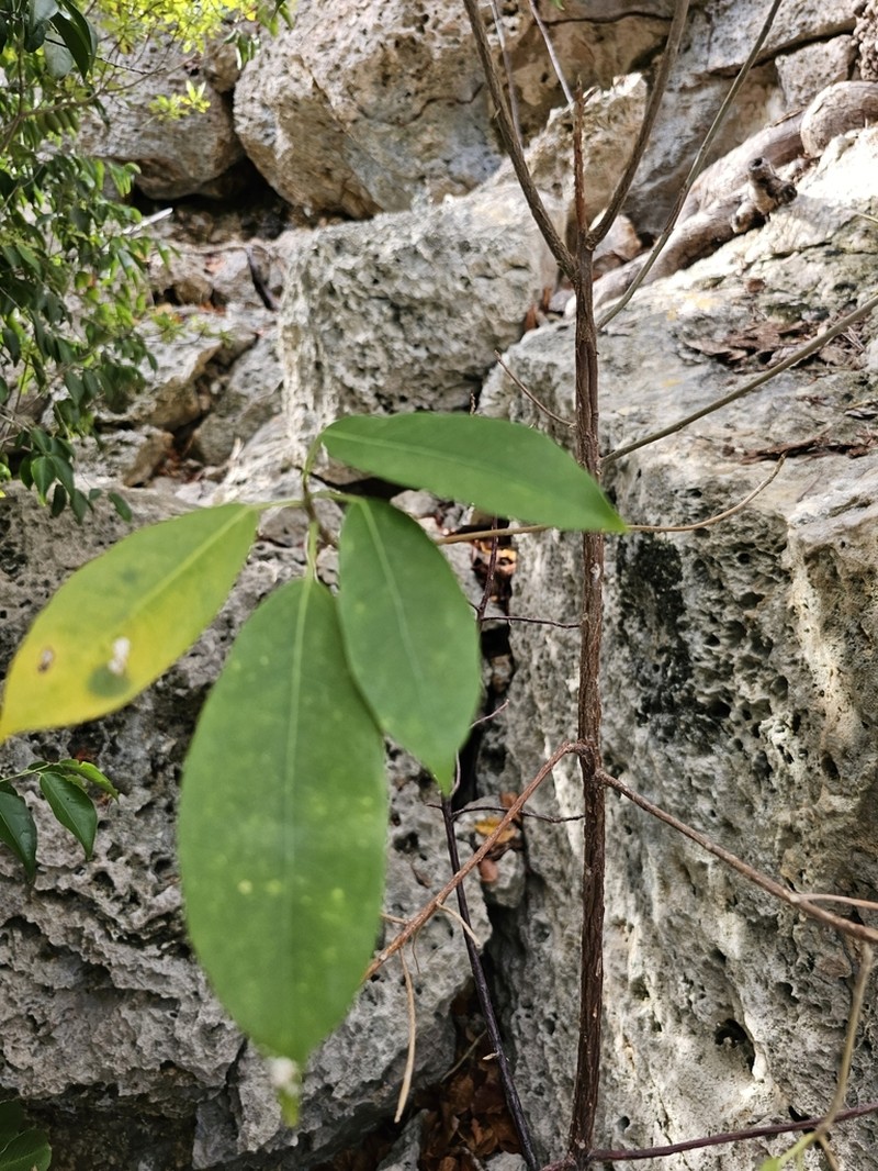 Ficus brittonii photo 4