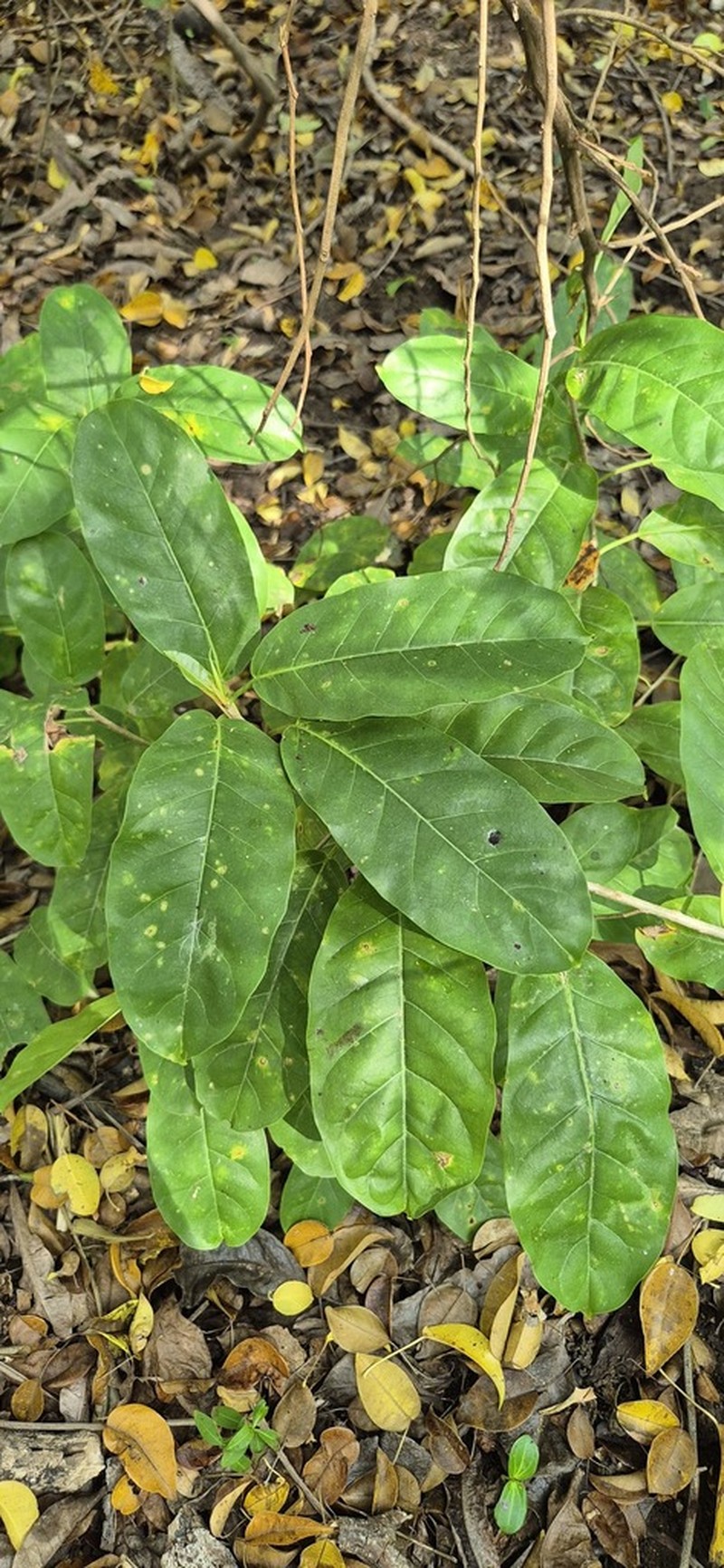 Ficus brittonii photo 5