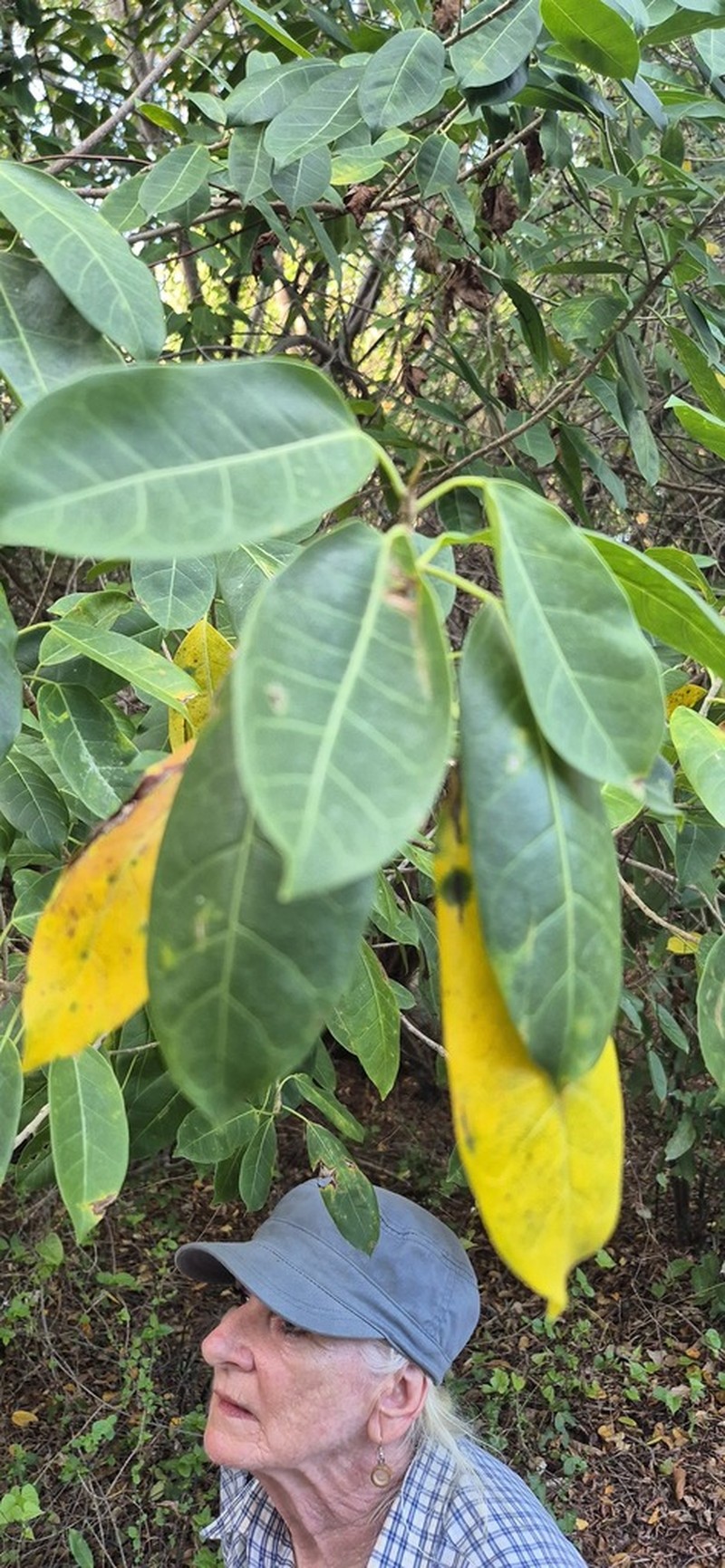Ficus brittonii photo 6