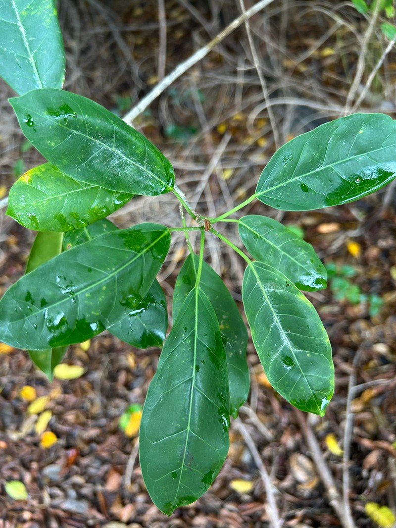 Ficus brittonii photo 7