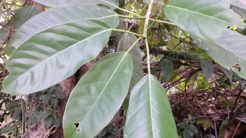 Ficus broadwayi