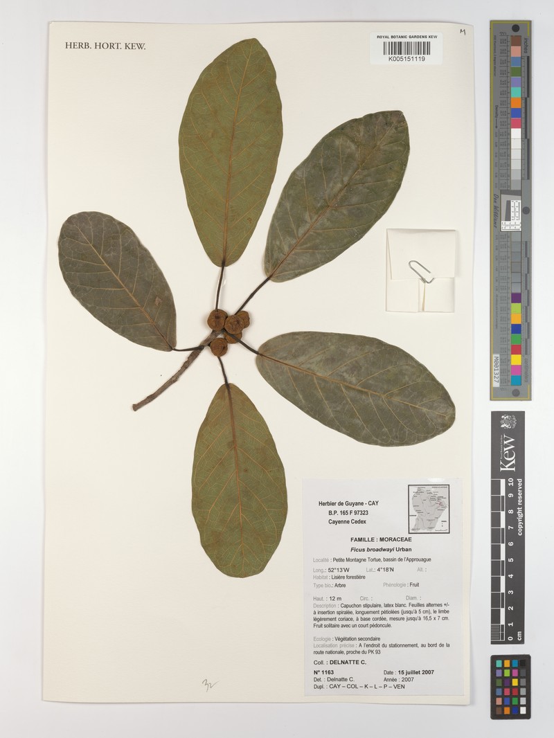 Ficus broadwayi photo 2