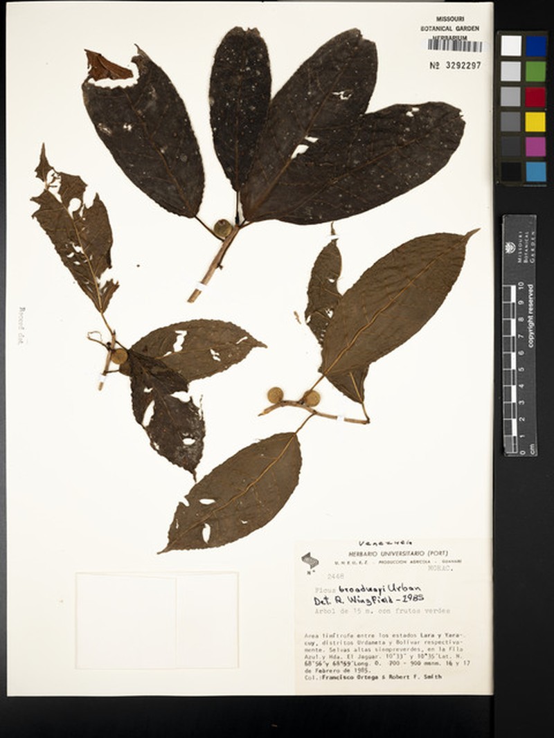 Ficus broadwayi photo 3