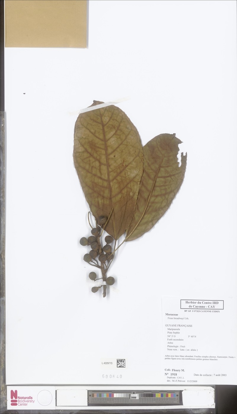 Ficus broadwayi photo 4