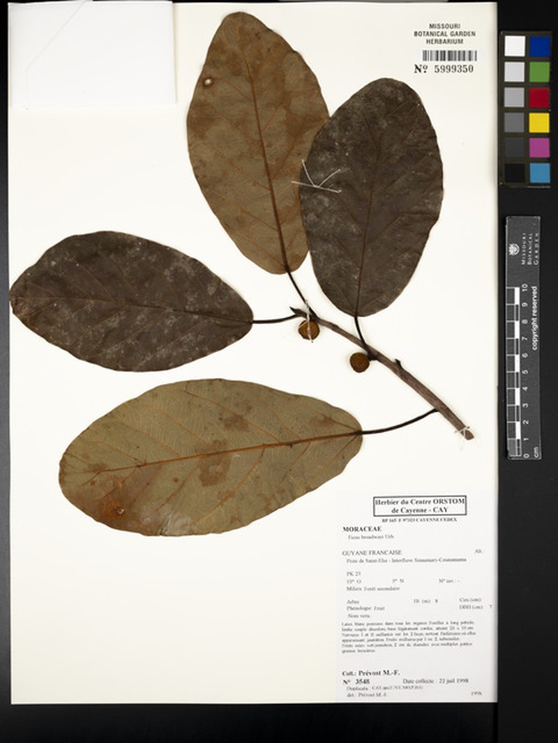 Ficus broadwayi photo 5