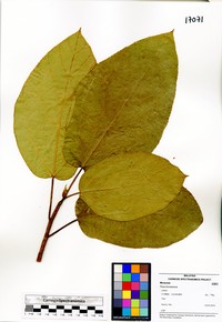 Ficus bruneiensis