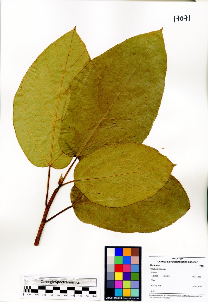 Ficus bruneiensis