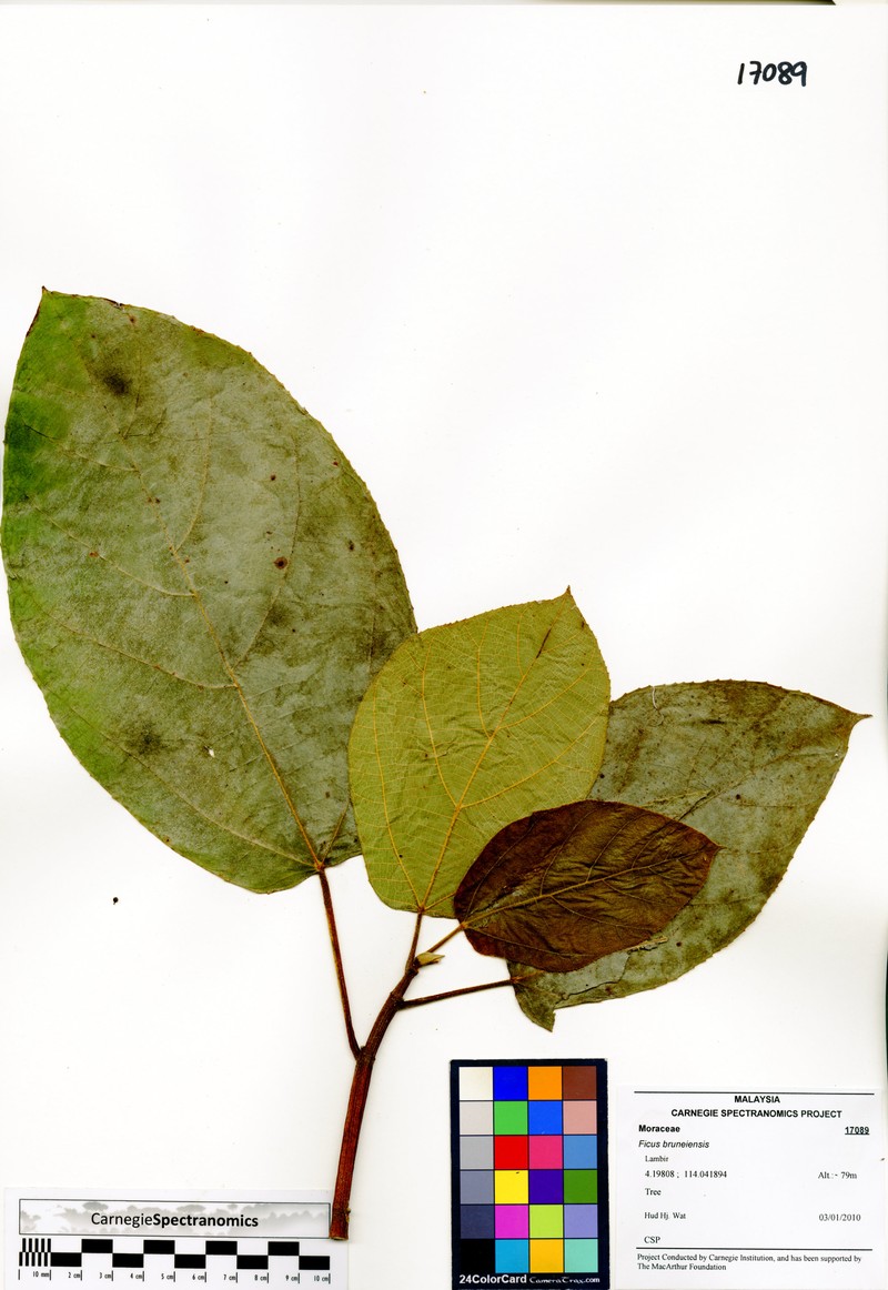 Ficus bruneiensis photo 2