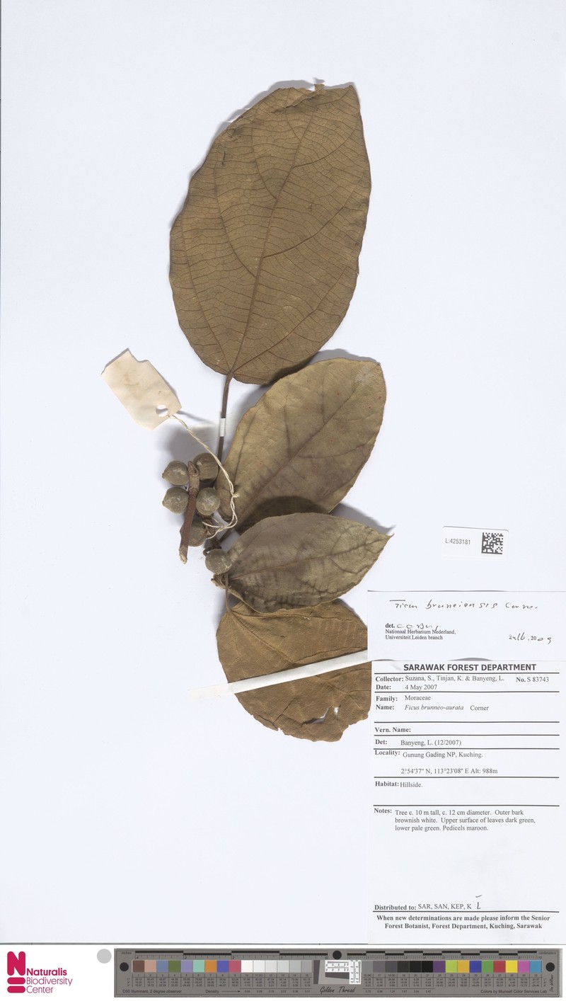 Ficus bruneiensis photo 3