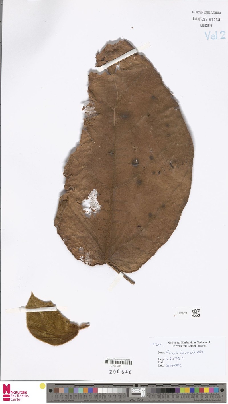 Ficus bruneiensis photo 5