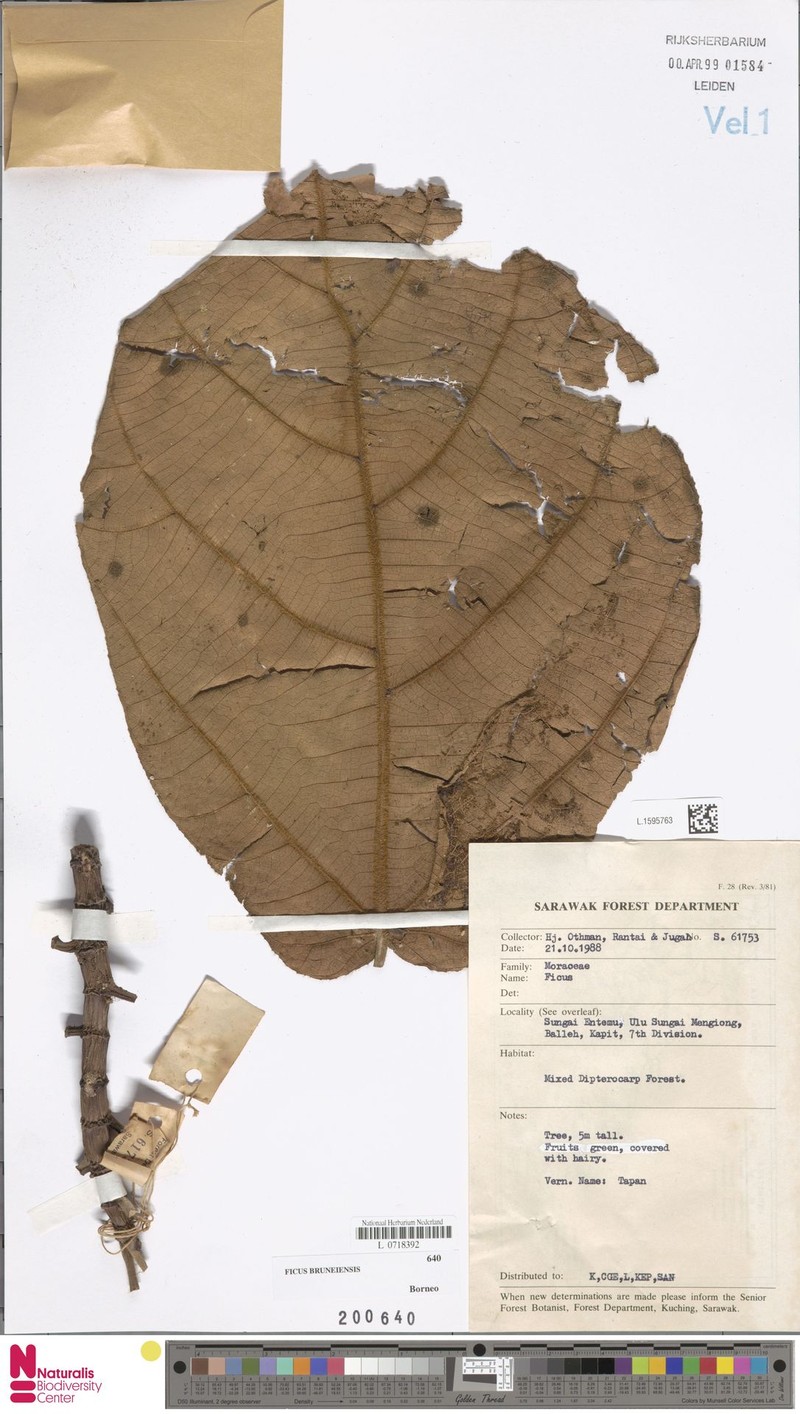 Ficus bruneiensis photo 6