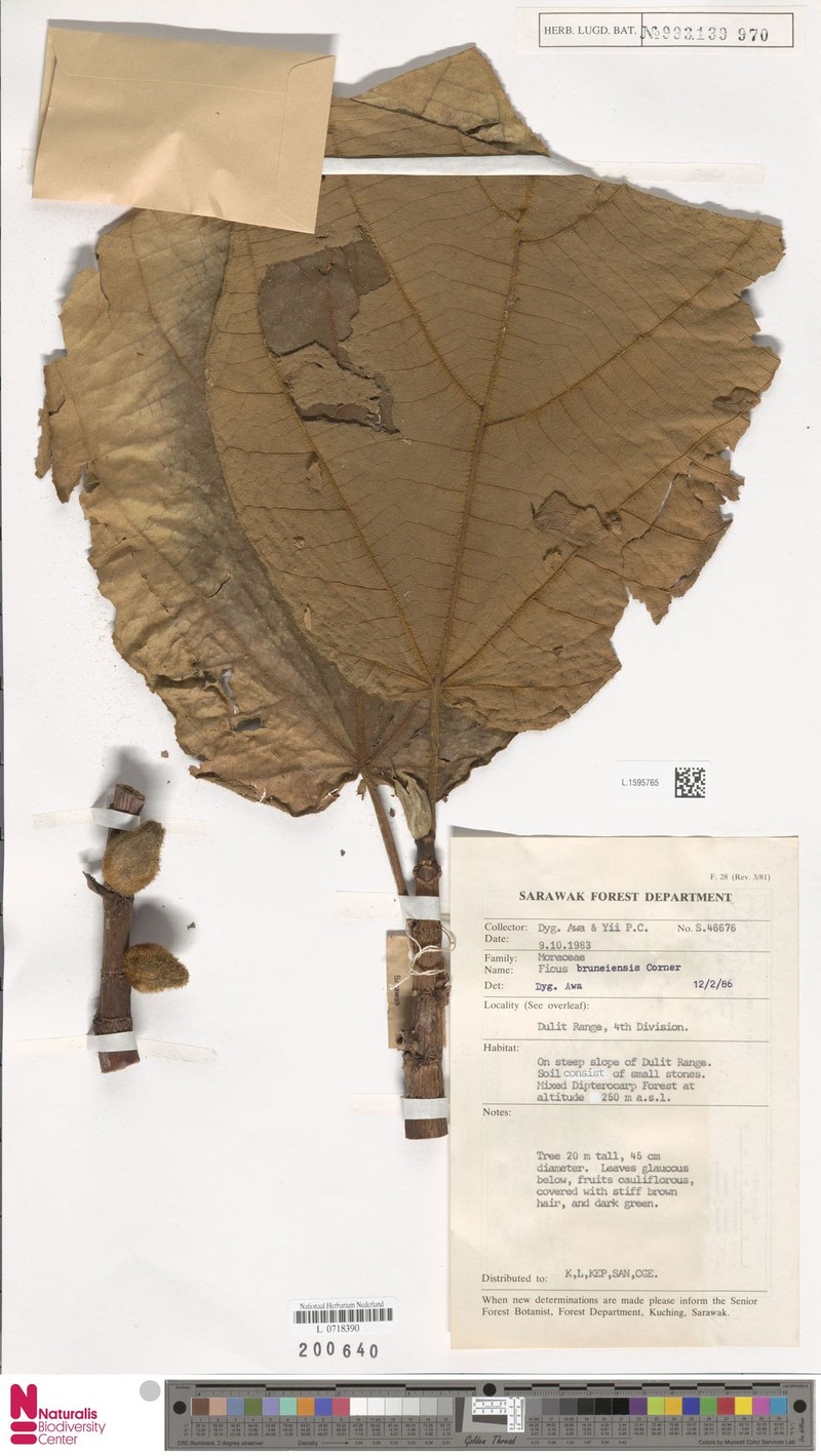 Ficus bruneiensis photo 7