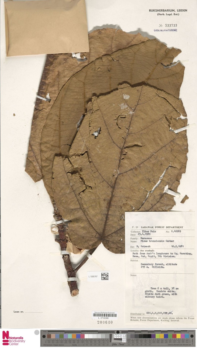Ficus bruneiensis photo 8