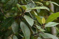 Ficus brunneoaurata