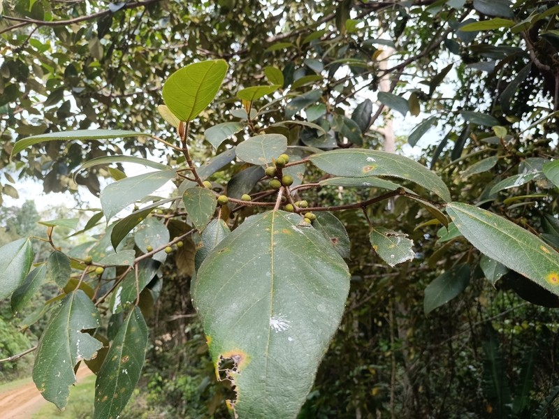 Ficus brunneoaurata photo 2