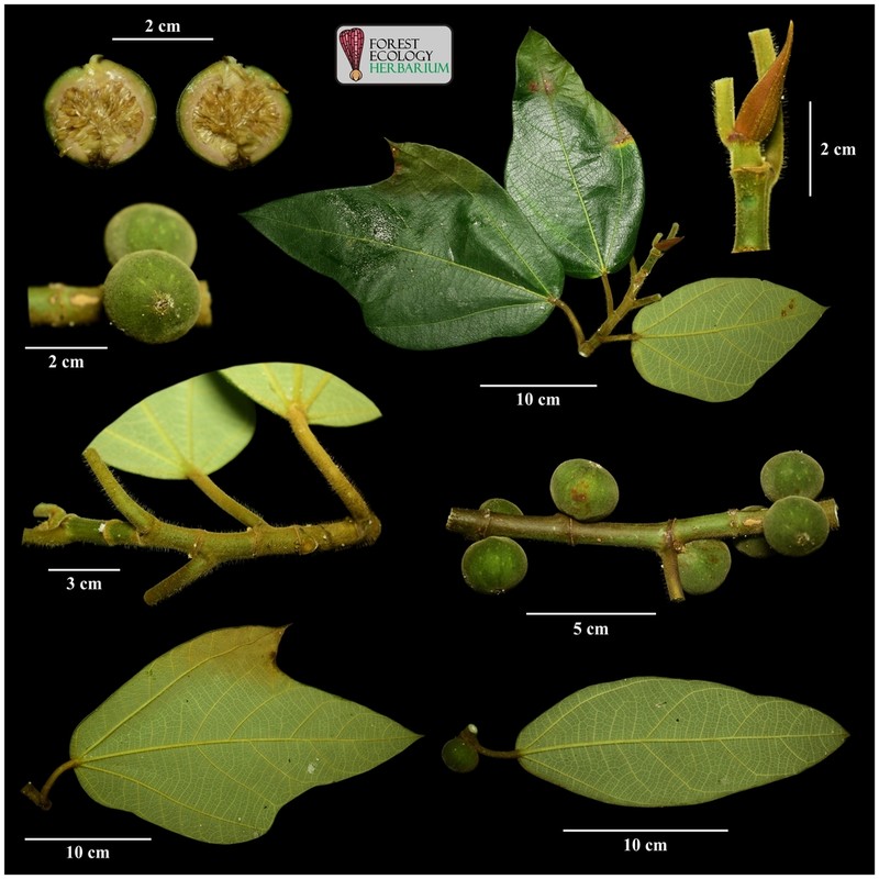 Ficus brunneoaurata photo 3